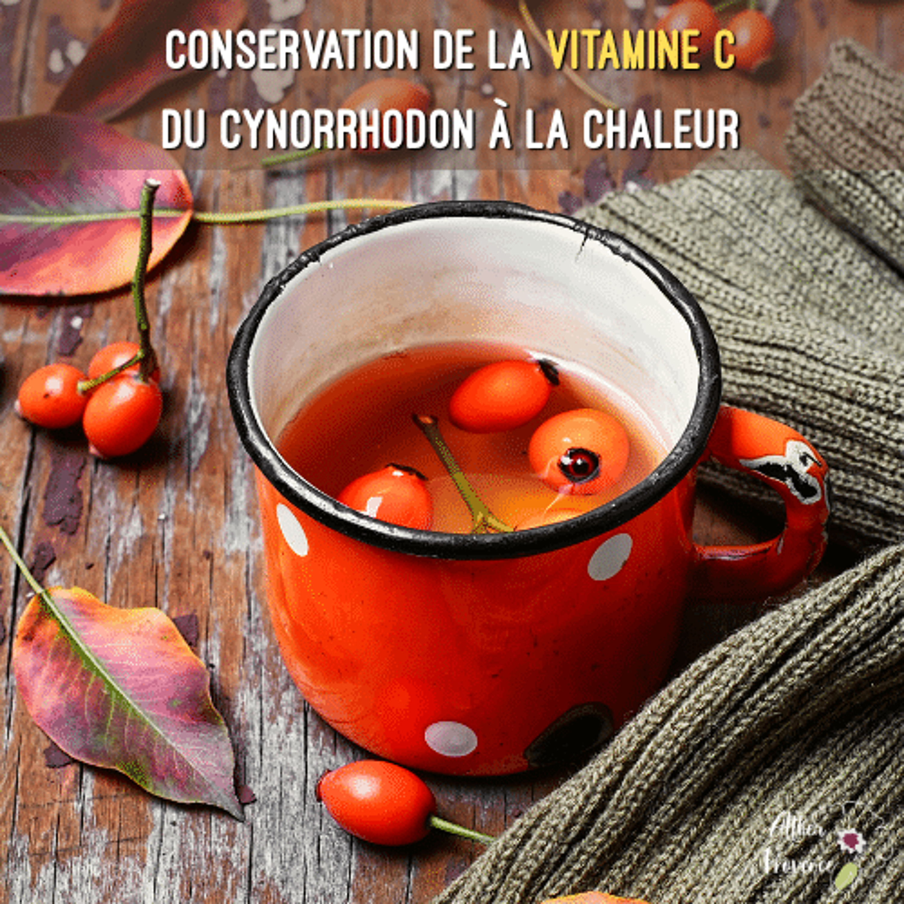 Conservation de la vitamine C du cynorrhodon à la chaleur