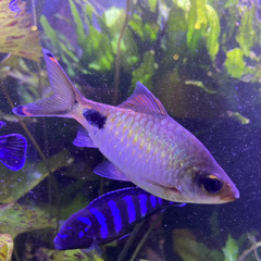 Blind Faith Remix Gospel House Choir