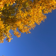 Donwella & Leo - Sister Midnight FM