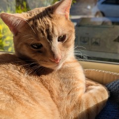 Felis catus (epic instrumental).mp3
