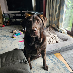Lucy