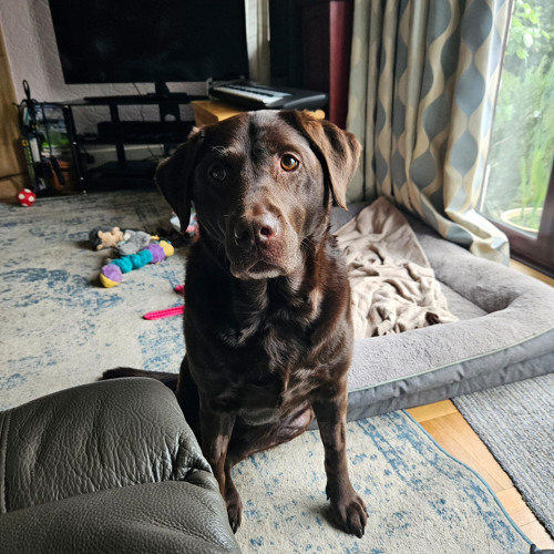 Lucy