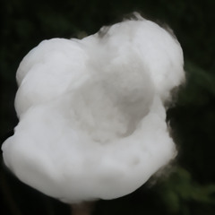 Moonflower