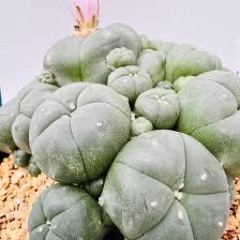Peyoteras
