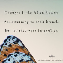 Thought I, the fallen flowers ( Naviarhaiku 336 )