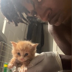 New cat freestyle
