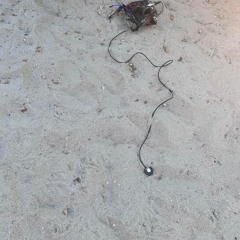 Pharoah Ant Stridulations