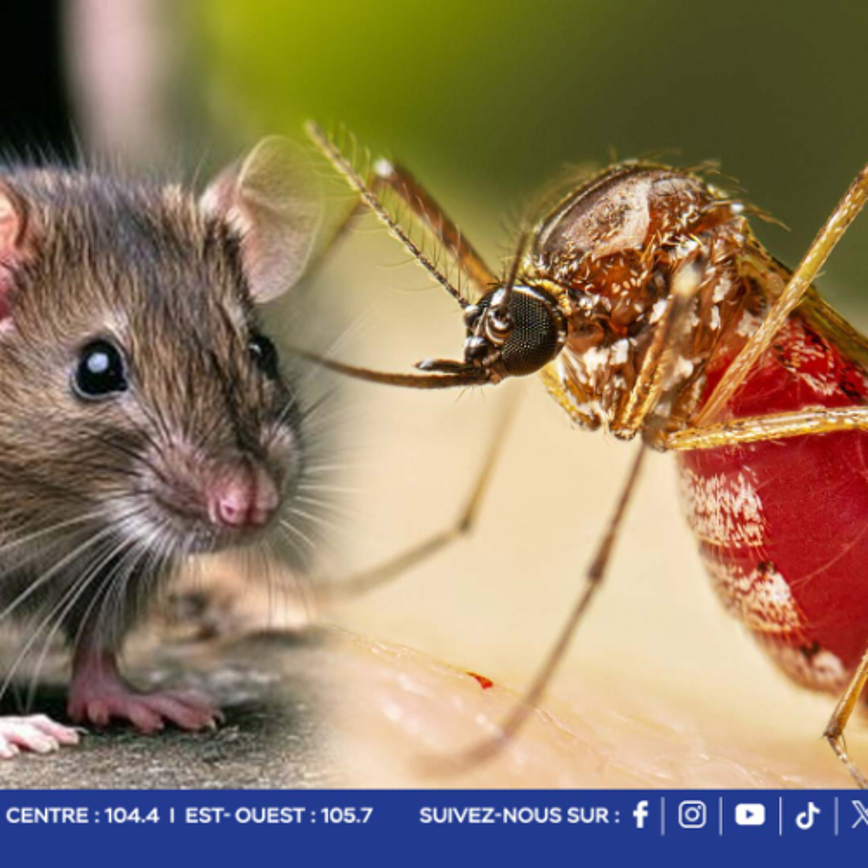Santé publique : Chikungunya et leptospirose, les autorités sanitaires font le point episode artwork