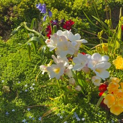May Flowers