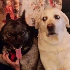 plague dogs