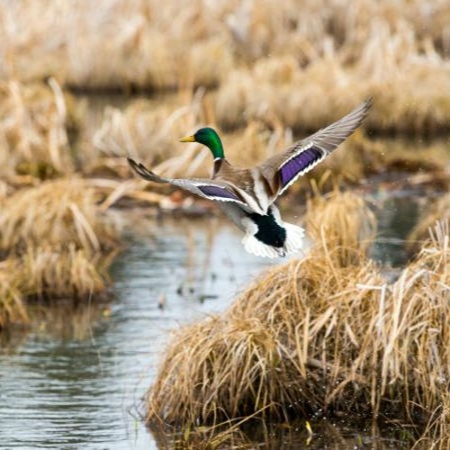 Highly Pathogenic Avian Influenza