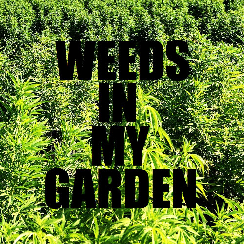 weeds in my garden