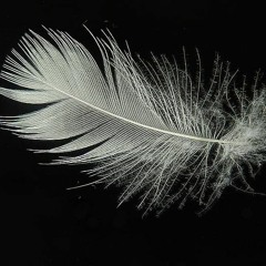 Learning To Fly