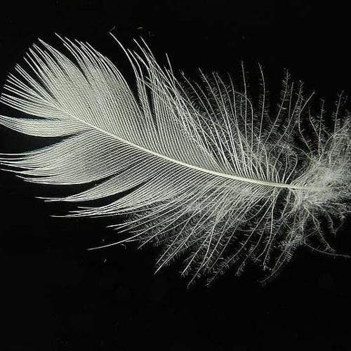 Learning To Fly