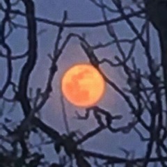 lolaugi - something else (lilgman) [slump audios exclusive + slipbrick + jahserum]