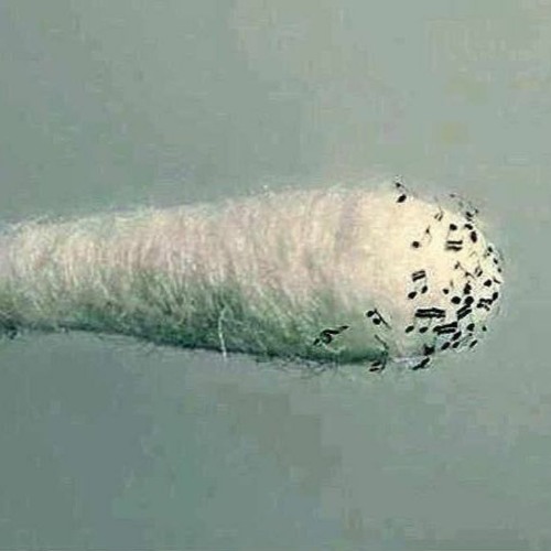 A Teaspoon Of The Devil's Advocate In The Mix, 11-04-2021, BE