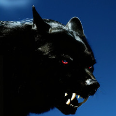 wolf