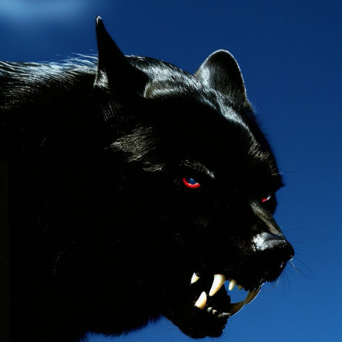wolf