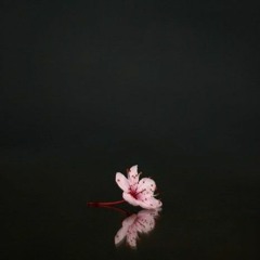 Hazakura