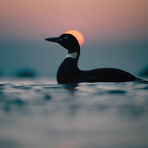 Heitech+LUI - DAWN BY THE LOON