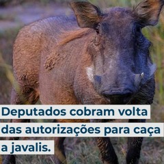 Deputados cobram volta das autorizações para caça a javalis