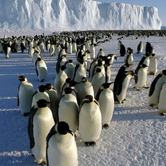 Perambulating Penguins