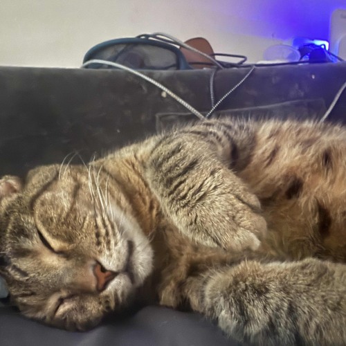 Mcgeezy’s Mouse Trap (Poppa Fat Cat Remix)
