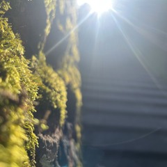 林俊杰 - 裂缝中的阳光