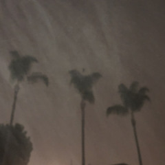 TREESBYTHETREES