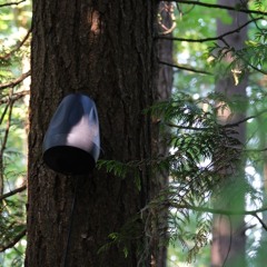 Beneath The Bodega Buzz