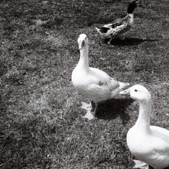 Hoy no escribí poemas, pero pensé en nosotros.