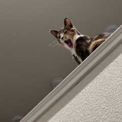 cat.rack (disquiet0725)