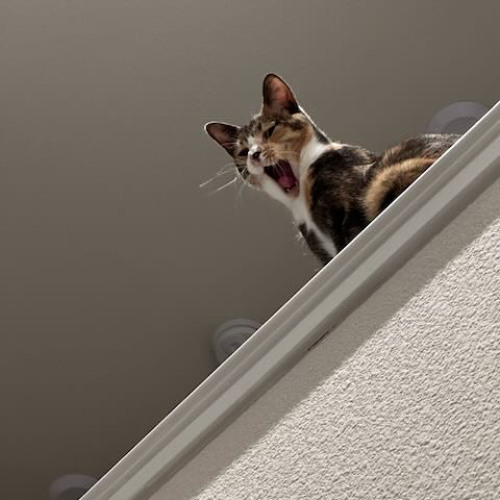 cat.rack (disquiet0725)