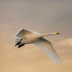 Whooper Swan calls, Leicestershire, England, 1960s