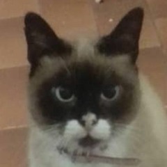 etfr suicid or life ( siamois).aac