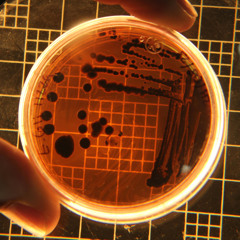 Aria's Lab