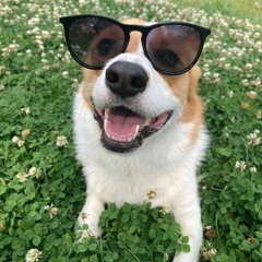 I'm sorry about yesterday - fox academy - Cavetown Cover