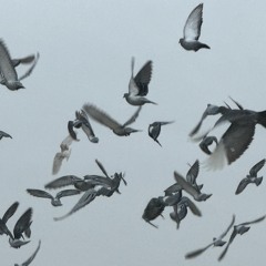 Clay pigeons (tongue and cheek)