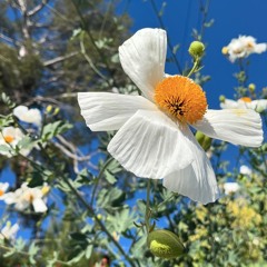 Spring Reverie [Live on Dublab 05/07/24]
