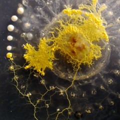 boxofbox - slime mold patterning mix part 1/2 (rehearsal_mix_20200527)