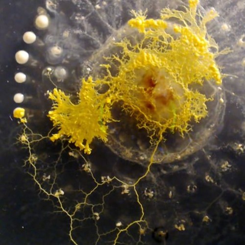 boxofbox - slime mold patterning mix part 2/2 (rehearsal_mix_20200527)