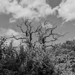 0597 Peak Drone - disquiet0597