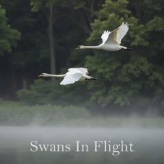 Swans In Flight