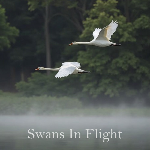 Swans In Flight