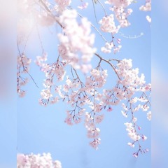 🔊Vali Vijelie și Liviu Puștiu - Pentru tine aș muri