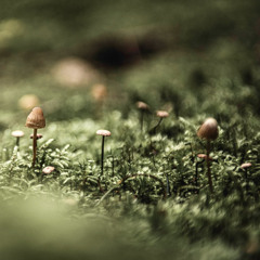 Distorted Reflection