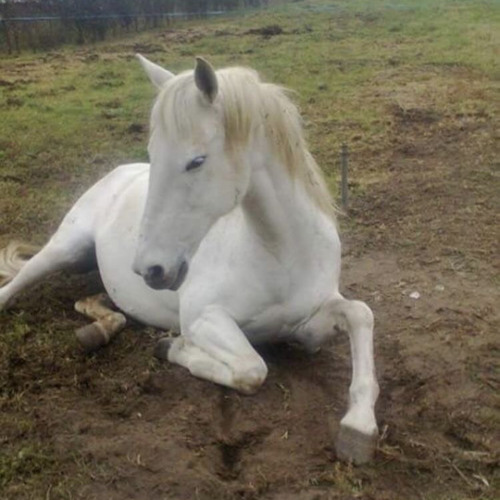 I believe in unicorns