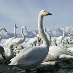 Swan Party Mix for the People (Wilswanya)(2023-09-15)