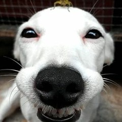 randomseq2mar12022 (object room)