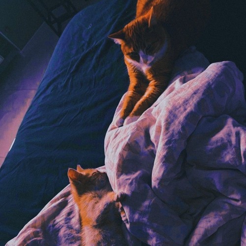 Carolina (prod. by P H L O R A, zxcqwertzx - Юпи)